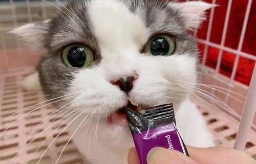 猫咪为何生疏了 自动喂食机不能全依靠