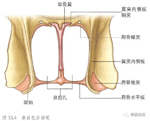 解剖丨鼻 鼻腔和鼻旁窦