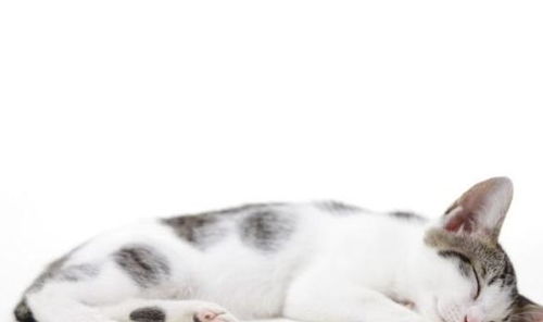猫咪一天会睡眠多久 养猫多年的铲屎官可能也不知道