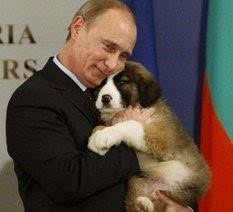 硬汉总统普京的玩宠 俄罗斯玩具犬果真很美 