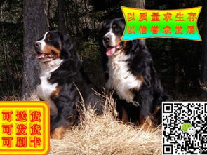 图 哪里卖纯种伯恩犬的 纯种伯恩犬多少钱 北京宠物狗 
