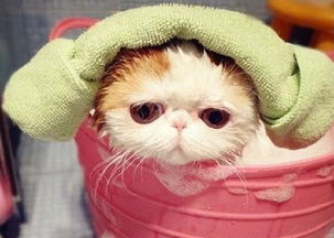 田园猫多久洗一次澡,田园猫需要洗澡吗 