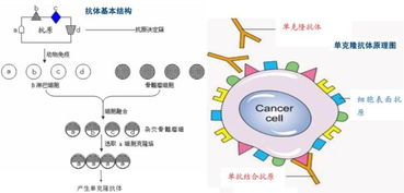 单克隆抗体概念股票有哪些