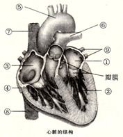 心脏图形结构绘画图片（心脏图形结构绘画图片简单） 第1张