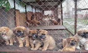 河北省承德市有没有肉狗养殖场 大体型肉狗崽