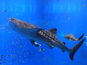 广西现罕见鲸鲨 却遭杀害2.5元一斤贩卖 