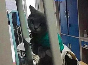 女生在宿舍违规养猫,宿管阿姨突击检查,猫咪表情笑哭阿姨