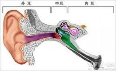 右耳里面有什么-图2