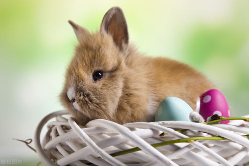 养宠知识 兔子得了口炎最多能活多少天,还能救吗