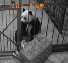 熊猫半夜翻箱偷吃竹子,接下来这一幕,熊猫的反应令人捧腹 