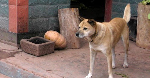 农村狗贩子收购10年老土狗,一条能卖500块,为啥老狗这么值钱