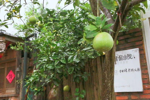 广汉连山8000亩柚子熟了,趁着假期快去采摘吧