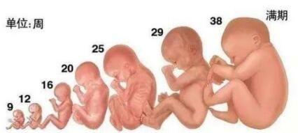 怀孕20周的胎儿有多大(请问怀孕到20周的胎儿长到那里了)