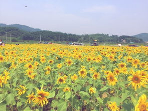 朝阳花是什么颜色的,朝阳花是什么颜色的