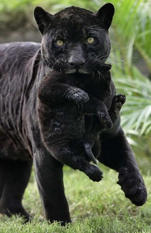 黑豹比黑猫凶猛 看完这15张图对比,竟觉得黑豹挺可爱