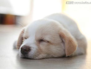 狗狗睡觉会做梦吗 狗狗会不会做梦