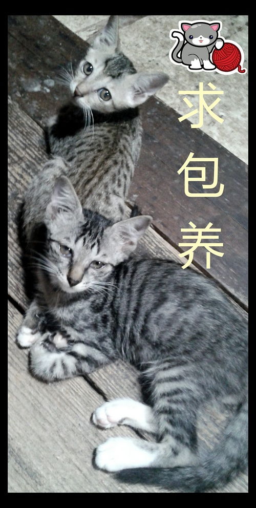 免费送养双子座小猫 