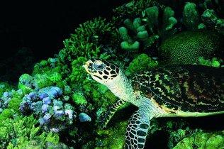 太平洋绿龟 搜狗百科 