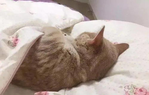 猫咪为啥非得跟铲屎官挤在一个枕头上 其实是猫咪的 暗示