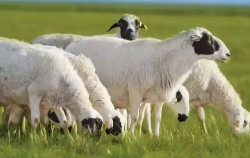 锡林郭勒在自治区首府向您发布 中国生态羊都 即将命名