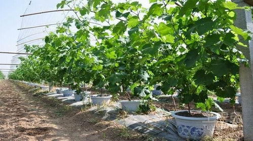 盆栽葡萄的管理方法 小葡萄也是可以盆栽的
