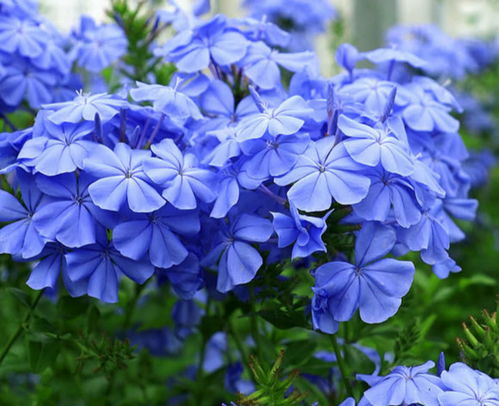 这6种花开蓝色,花美清新,好养易爆盆