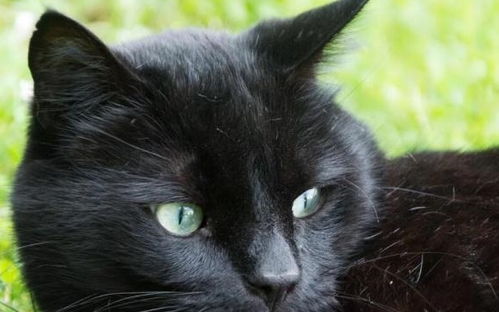 为什么黑猫身上还能够发现白色的体毛