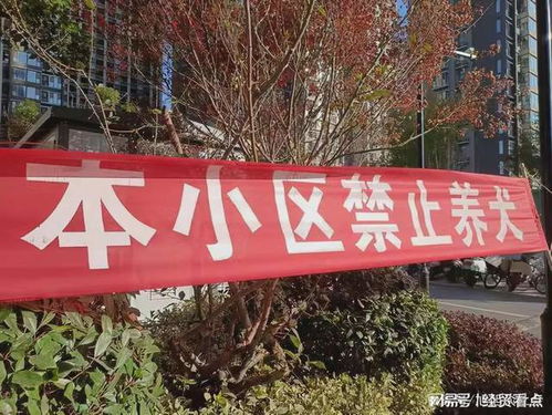 安阳王 狗咬人事件已过 勿让狗再叫 妈妈 请人权道德养狗