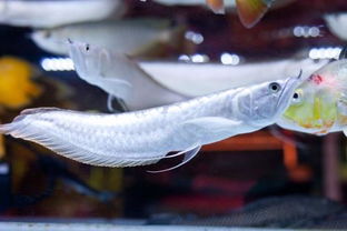 银龙鱼一般养几条，家里银龙鱼养几条好？