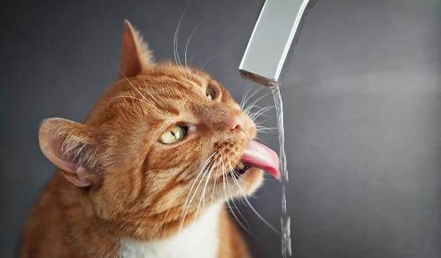 猫咪缺水会有什么表现 怎么让猫咪多喝水