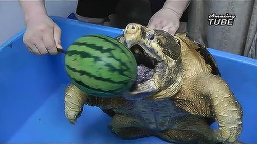 大鳄龟到底有多凶猛 一口能咬碎西瓜吗 网友 咬到人会怎样 