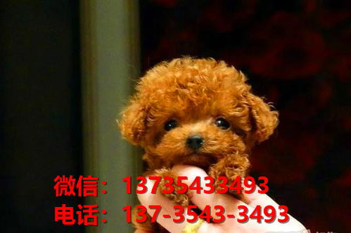 东莞宠物狗犬舍出售纯种茶杯泰迪犬网上卖狗买狗地方在哪领养