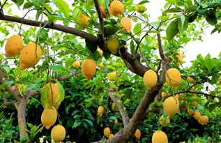 柠檬怎么种植能高产,种植柠檬树有什么要求