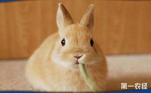 成年侏儒兔怎么养