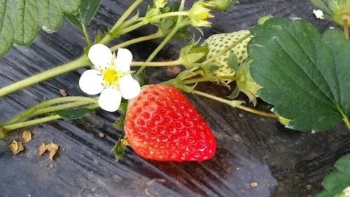 桃熏草莓绿色无公害栽培技术,草莓哪个品种好吃易成活