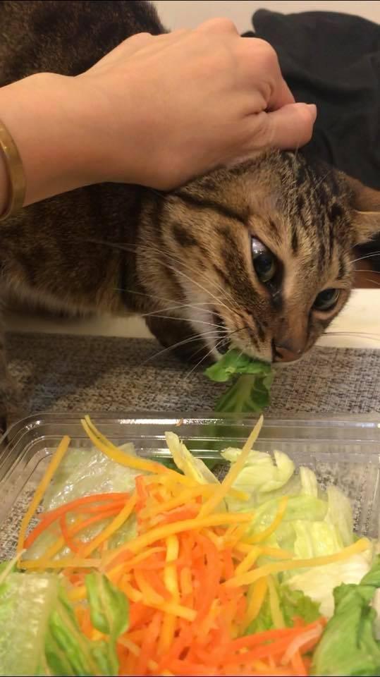 为什么猫咪不能吃人的食物 看完这些你就明白了