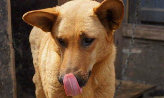中华田园犬中罕见的,黄皮白面和黑煞犬,见过都是一种福气