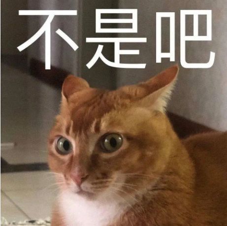 又一只网红猫突然去世,竟因为这种致命的疾病