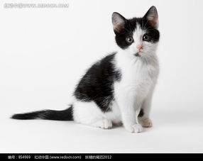 蹲坐在地上一只可爱的黑白花猫咪图片免费下载 红动网 