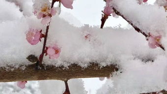 桃花雪 持续6天降雨 驻马店人可能是遇上了 假春天