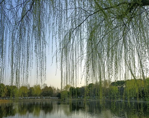 又逢植树节,江苏13市的 绿色名片 都是哪些树