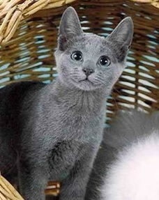 俄罗斯蓝猫在天津的价格 