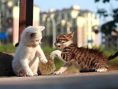 中国猫如果遇到了外国猫,它们能顺畅交流吗 答案把众人看呆