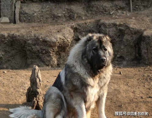 世界最大的犬科动物高加索犬,能够击败北美灰狼吗