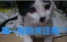 虎头虎尾的猛犸年合集包 金色卡牌包