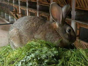 比利时肉兔能长多大 多少钱一只