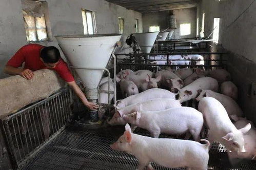 2021年养猪将有4大变化,对散养户二利二不利,请早做准备