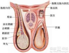 夏季高温易致睾丸损伤