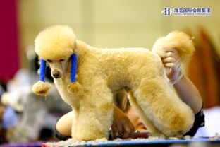 郑州国际宠物产业博览会隆重开幕 多家名企齐聚郑州各展精彩