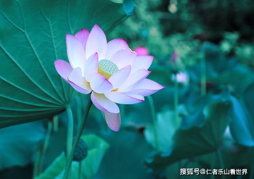 将荷花照片调出蓝绿色调,用最简单的后期方法,如何调色